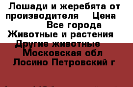 Лошади и жеребята от производителя. › Цена ­ 120 - Все города Животные и растения » Другие животные   . Московская обл.,Лосино-Петровский г.